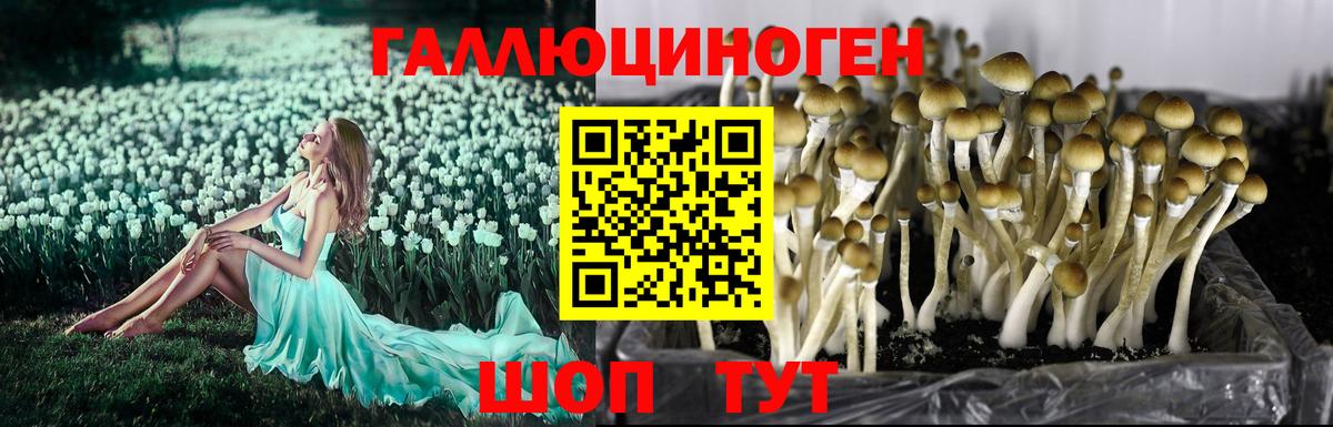 Орск  Галлюциногенные грибы GOLDEN TEACHER  сколько стоит  Вход с VPN 